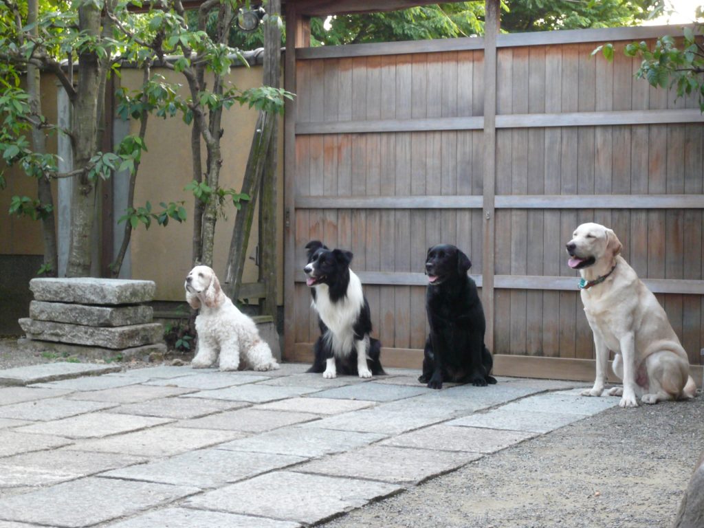 教室のご案内 ミキコドッグスクール 京都の犬との暮らし方教室