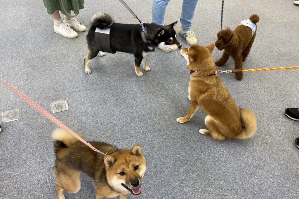 パピー教室 日曜クラス 22年2月生募集のお知らせ ミキコドッグスクール 京都の犬との暮らし方教室